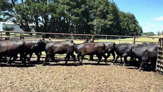 WICKLOW PTIC HEIFERS [upl. by Arocahs83]