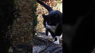 🚂 Winterdampf mit Katze 😺  LGB Gartenbahn gartenbahn gardenrailway katze cat rhb [upl. by Mead386]