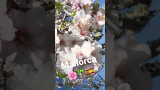 Mandelblüte Mallorca 🌸 [upl. by Ettevram]