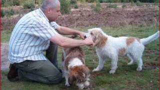 Petit Basset Griffon Vendéen  Diesel [upl. by Gibb]