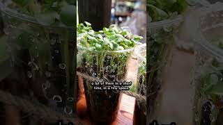 Easy Gardening with Hydroponics [upl. by Ekralc781]