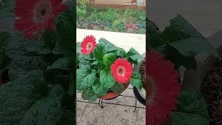 My tall stick gerbera beautifying the garden🌿 gerbera gerberaflower flowers plants garden [upl. by Lazaruk]