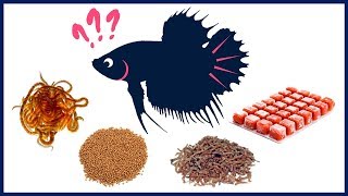 What Is the Best Food for Betta Fish [upl. by Lathe151]