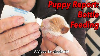 Puppy Report Bottle Feeding [upl. by Naval]