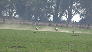 galgos de campo [upl. by Soma218]