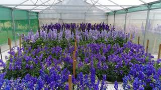 Dowdeswells Delphiniums Full Drone Footage [upl. by Aip860]