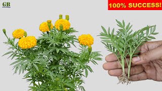 Super Easy Method To Grow Marigold Plant From Cuttings  Tagetes Erecta Propagation [upl. by Niamjneb842]