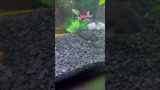 Black Convict Cichlid aquarium asmr fish convictcichlid beautiful fishtank shorts cichlid [upl. by Ainafets]