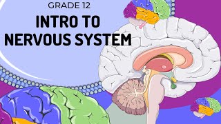 EASY TO UNDERSTAND  Introduction to Nervous System [upl. by Nosduh]