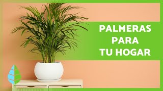 10 PALMERAS de INTERIOR 🌴 Nombres y Cuidados [upl. by Alyal758]