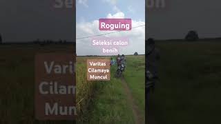 roguing pertanianshortsvidio love sawah [upl. by Verge]