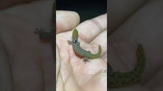 First time seeing this species Dwarf Gecko  Sphaerodactylus macrolepis guarionex  tiktok shorts [upl. by Anyahs]