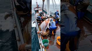 STRANGE sea creature captured by fishermen🌊🐟🪳 [upl. by Rothschild]