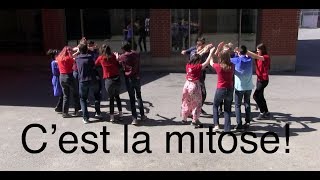 Cest la mitose cover Alors on danse [upl. by Los]