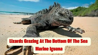 Lizards Grazing At The Bottom Of The Sea Marine Iguana [upl. by Klemens]