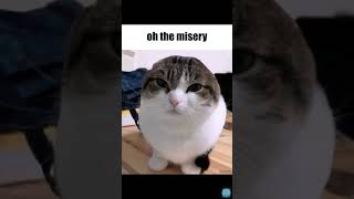 Oh the misery cat [upl. by Nonnelg]