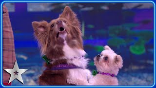 Dancing dogs The Trickstars bring a performance as SWEET as candy  SemiFinals  BGT 2024 [upl. by Kowatch]