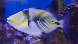 Petco Humu Picasso Triggerfish [upl. by Starla]