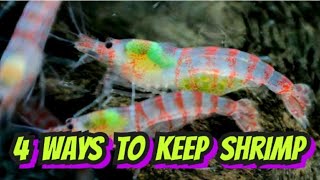 4 Easy Shrimp Set Ups How to Set up Aquariums for Breeding Cherry Neocaridina amp Caridina Shrimp [upl. by Krysta]