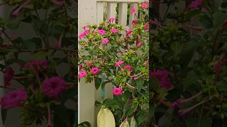 Marvel of Peru 4 oclock flower Mirabilis Jalapa thepracticalgardener bangaloregarden [upl. by Neras152]