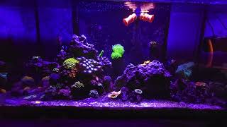 207NanoReefing fluval flex 325 mixed reef review [upl. by Yeltnerb]