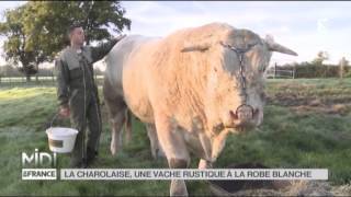 ANIMAUX  La Charolaise une vache rustique à la robe blanche [upl. by Anirual]