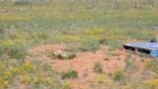 Blackfooted Ferret Dance [upl. by Farley]