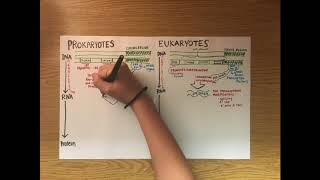 Eukaryotic and Prokaryotic Differences in Transcription and Translation [upl. by Mandelbaum]