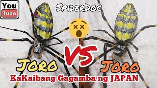 JORO Spiders Fight Laban ng mga Kakaibang Gagamba sa Japan [upl. by Harts]