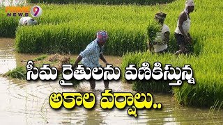 Rayalaseema Unseasonal rain brings misery to farmers  Prime9 News [upl. by Sibell696]