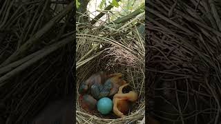 Cuckoo Chick Plots to Push Eggs and Hatchlings Out of Nest babybirds [upl. by Siari]