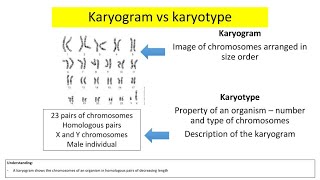 Karyotype Vs Karyogram [upl. by Lipscomb]