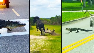 Ozzy Man Reviews Floridian Alligators [upl. by Coraline]