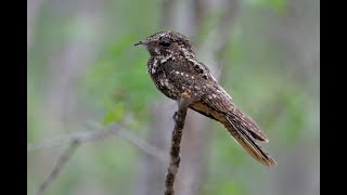 Hispaniolan Nightjar Bin3aiah Birds [upl. by Esened703]