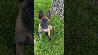 Blast from the past Trooper 14 weeks Malinois puppy update malinois workingk9 searchandrescue [upl. by Ttegirb]