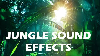 Jungle and Rainforest Sound Effects  Tropical Forest Ambiences from Costa Rica [upl. by Depoliti]