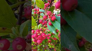 I believe these are crab apples garden crabapple plant perennialplant [upl. by Materse]