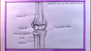 how to draw elbow jointpivot joint diagram [upl. by Eads]