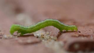 Inchworm Geometridae caterpillar [upl. by Mcloughlin]