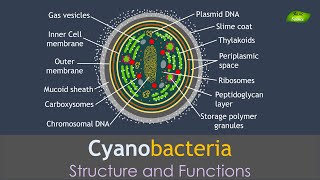 Cyanobacteria  Structure and Functions  Basic Science Series [upl. by Eenitsed686]