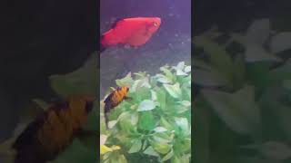 😍 Red platy fish 😍 Very Beautiful Colour 💯🔥 [upl. by Bertilla]