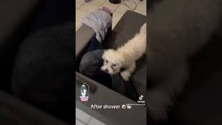 After shower reaction😁🛁🐶 [upl. by Pamela]