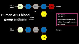 ABO blood group antigens in human [upl. by Emarie745]