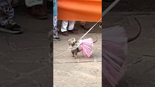 Así es un DESFILE de PERROS SALCHICHAS [upl. by Ahserb]