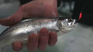 Ice Fishing in the Cariboo Chilcotin Coast [upl. by Converse]