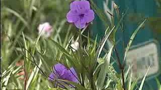 Plant ruellia for a heattolerant flower [upl. by Aztiraj]