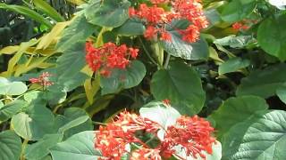 Clerodendrum speciosissimum [upl. by Larred653]