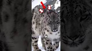 Mastín Tibetano vs Leopardo de las Nieves ¿Quién Ganaría [upl. by Washko826]