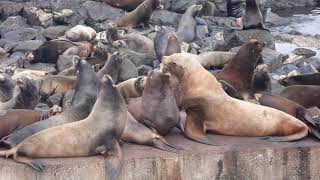 Sea lion sounds [upl. by Liew]