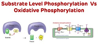 Substrate Level Phosphorylation vs Oxidative Phosphorylation neetpg nextpg [upl. by Anod]